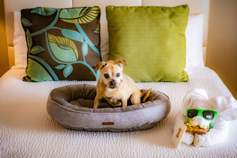 Dog accommodations at The San Luis Resort