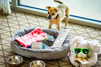 Dog accommodations at The San Luis Resort